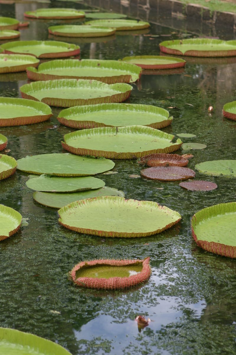 1. Ile Maurice : un overlook pour commencer (VTL)