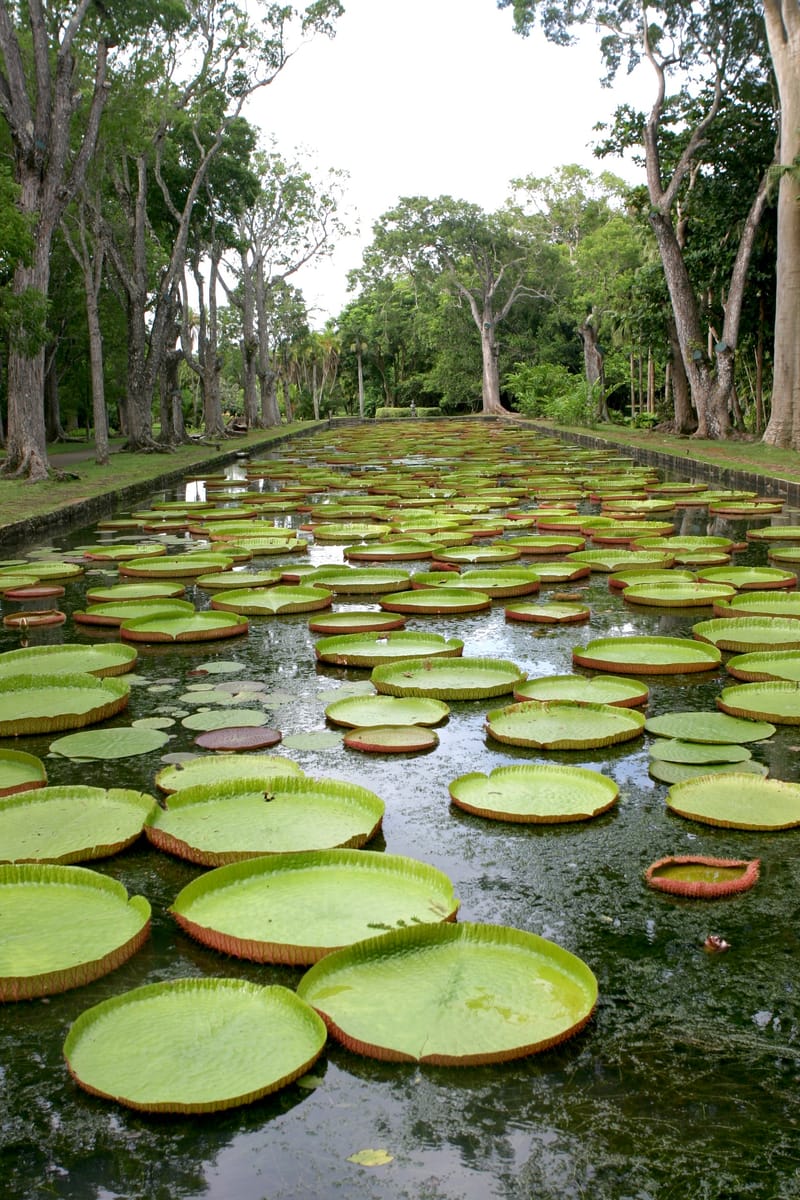 1. Ile Maurice : un overlook pour commencer (VTL)
