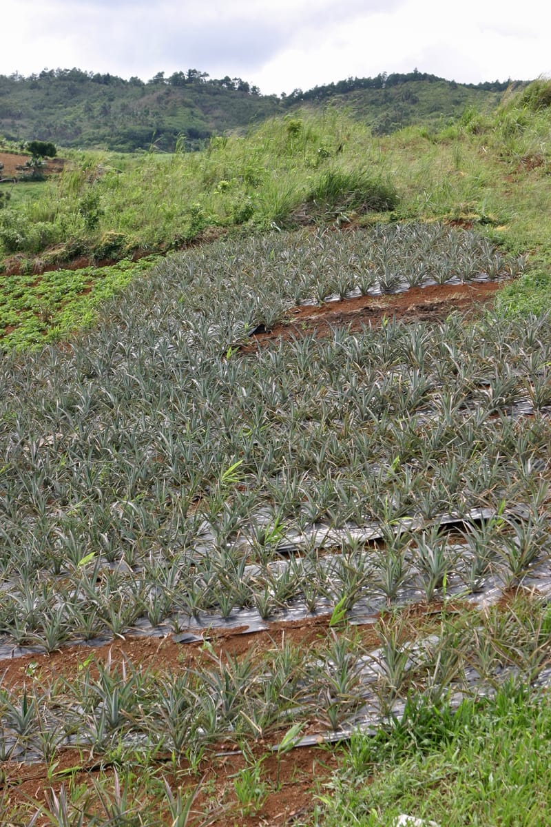 1. Ile Maurice : un overlook pour commencer (VTL)