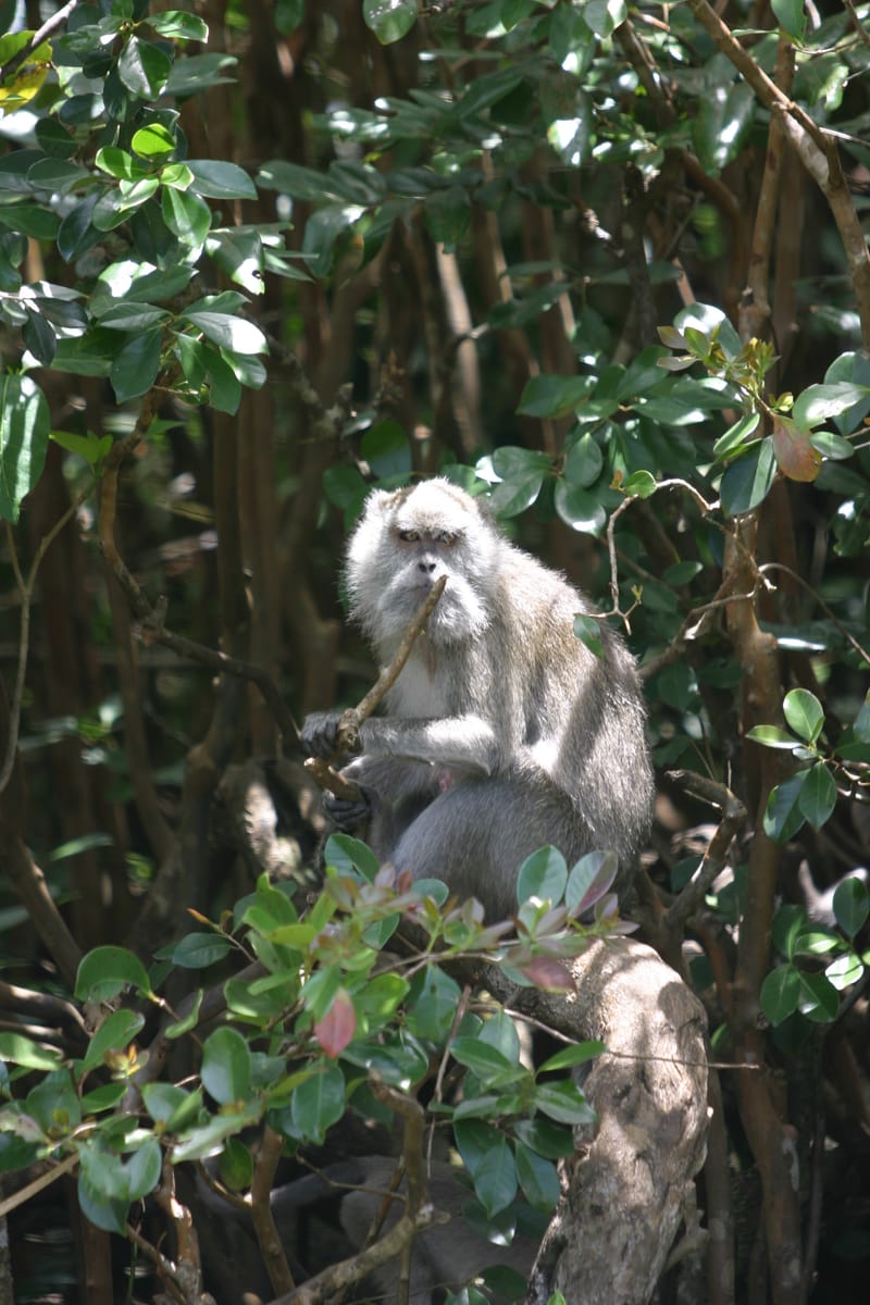 1. Ile Maurice : un overlook pour commencer (VTL)