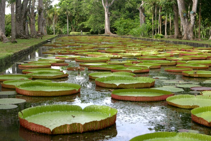 2. Ile Maurice : un tour de l'île à l'horizontal (HRZ)