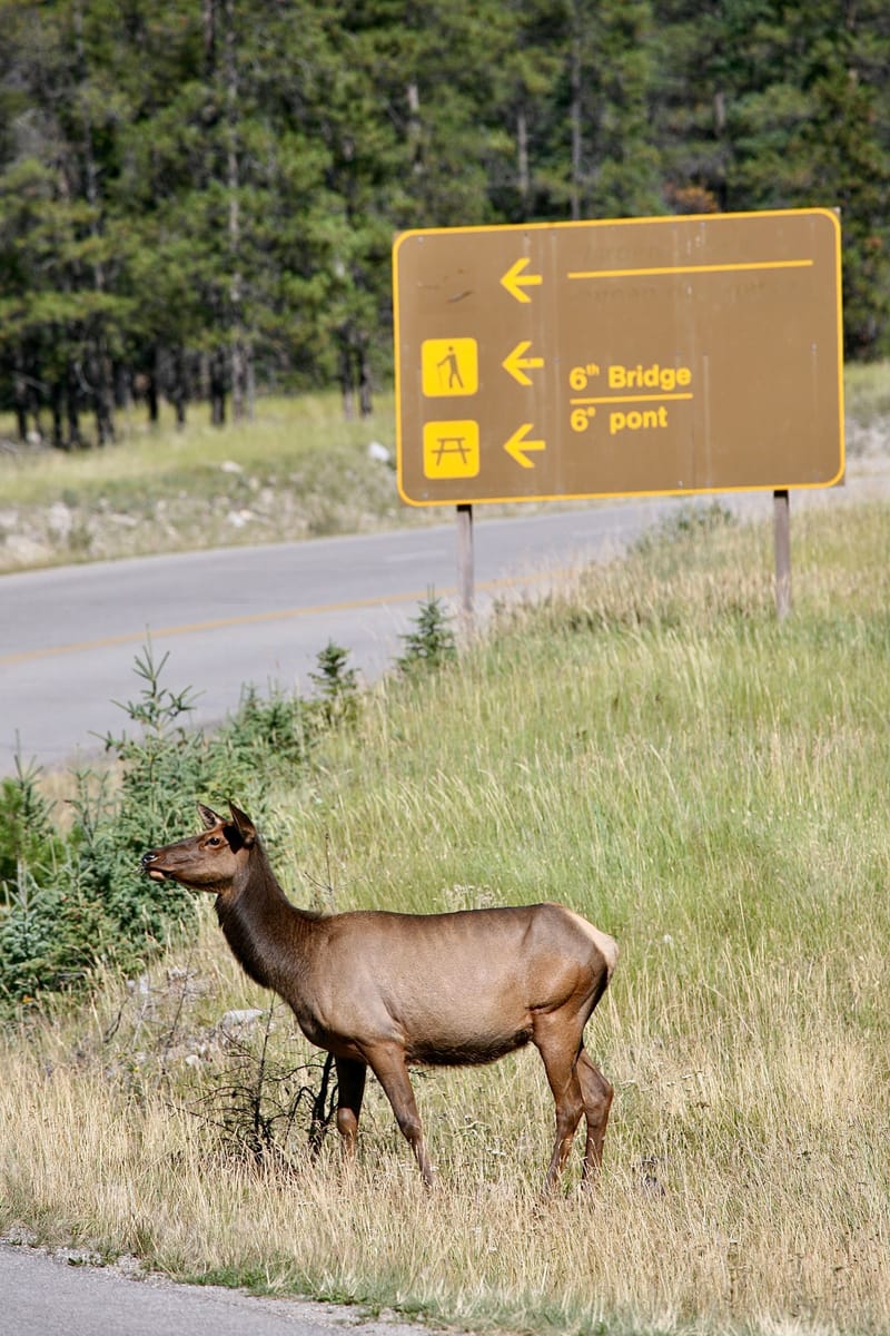 3. Paysages des Rocheuses : Edith Lake