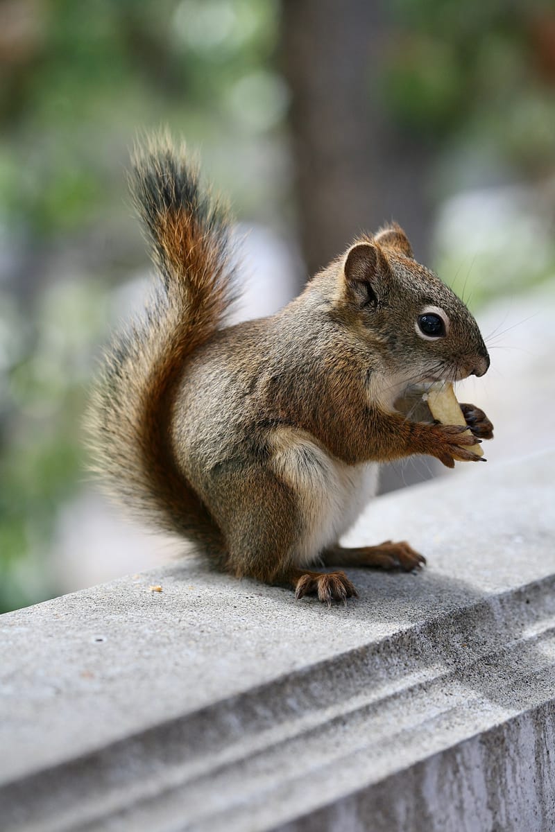 3. Paysages des Rocheuses : Edith Lake