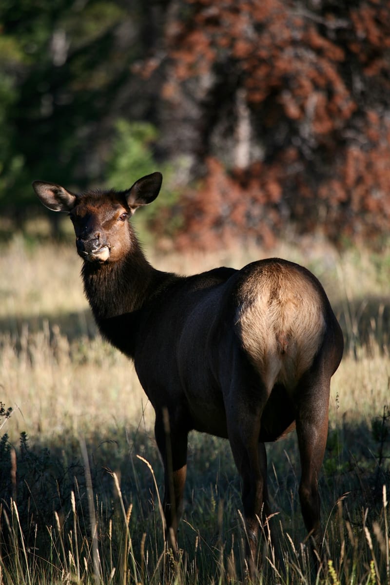 3. Paysages des Rocheuses : Edith Lake