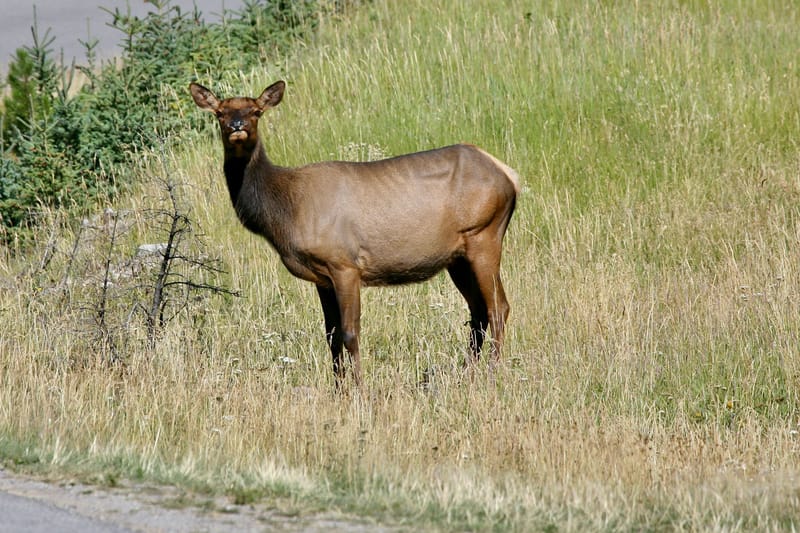 3. Paysages des Rocheuses : Edith Lake