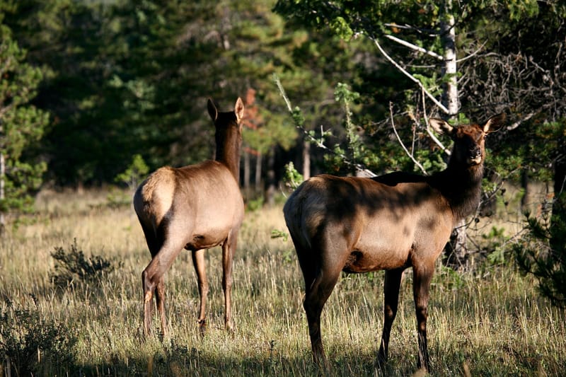 3. Paysages des Rocheuses : Edith Lake
