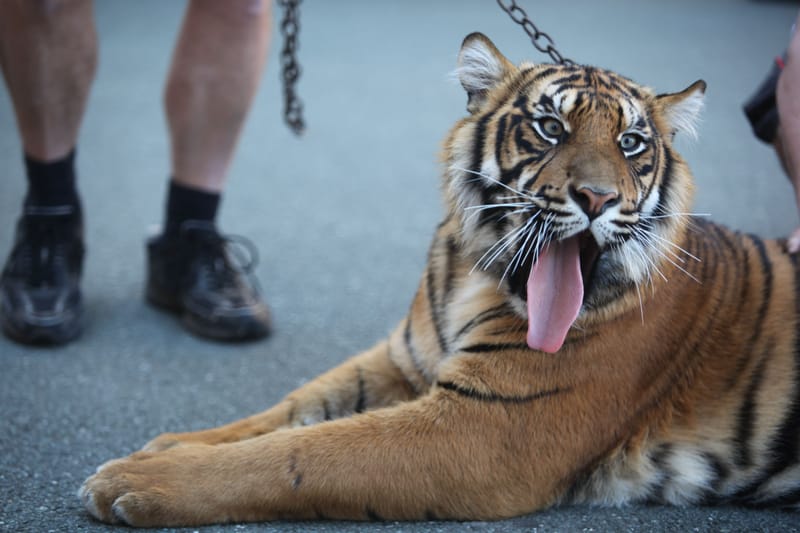 5. TOP de TOP chez les Insolites