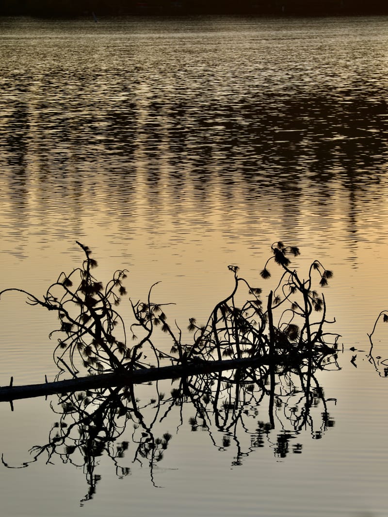8. TOP de TOP : Reflets et bouts de bois sur le lac Sparks (vtl)