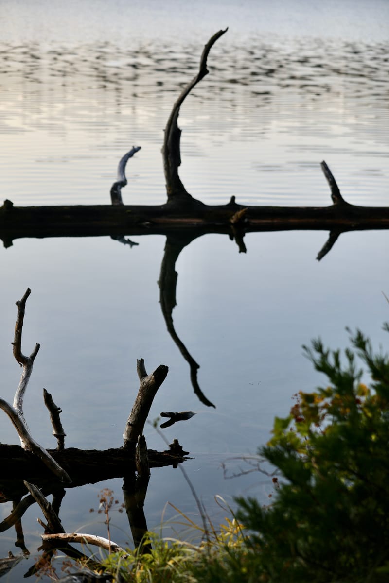 8. TOP de TOP : Reflets et bouts de bois sur le lac Sparks (vtl)