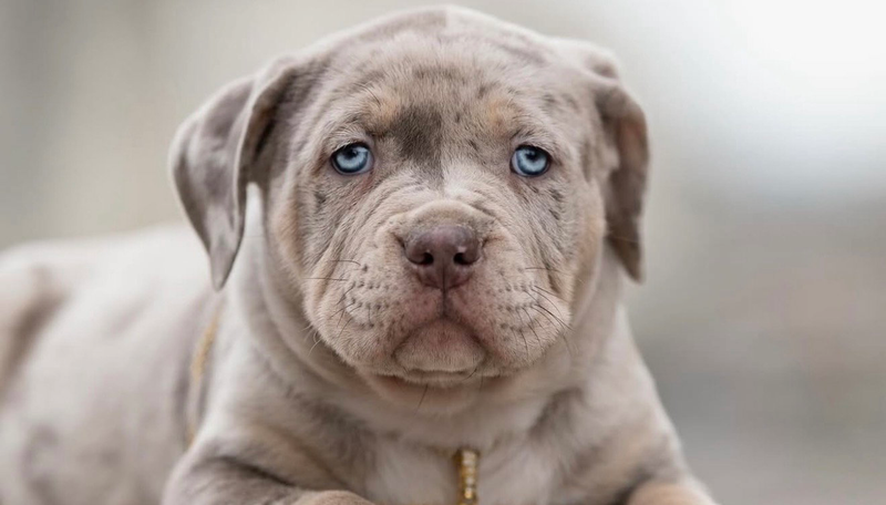 Les choses à savoir avant d’adopter un chiot