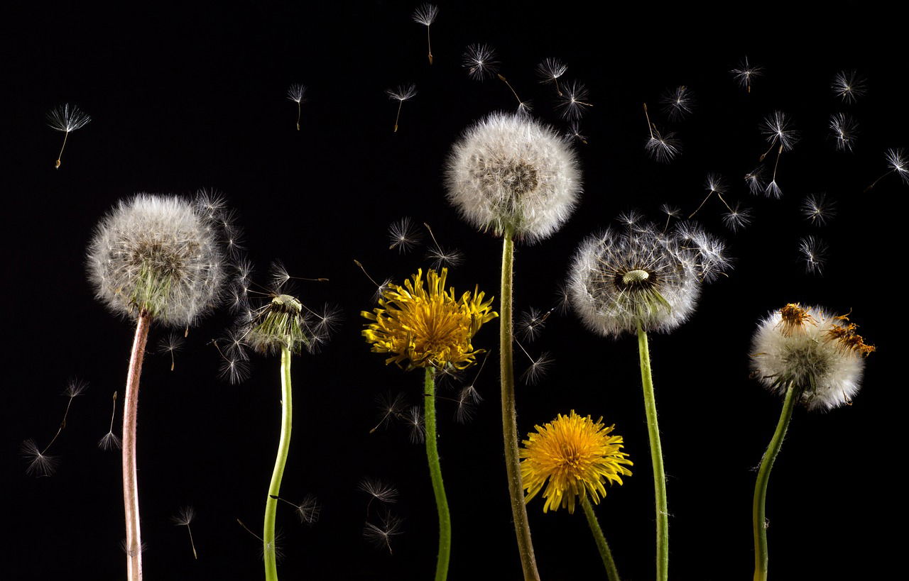 fleurs de pissenlit communication évènementielle liens stratégiques