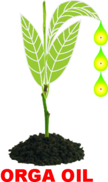 Orga Oil