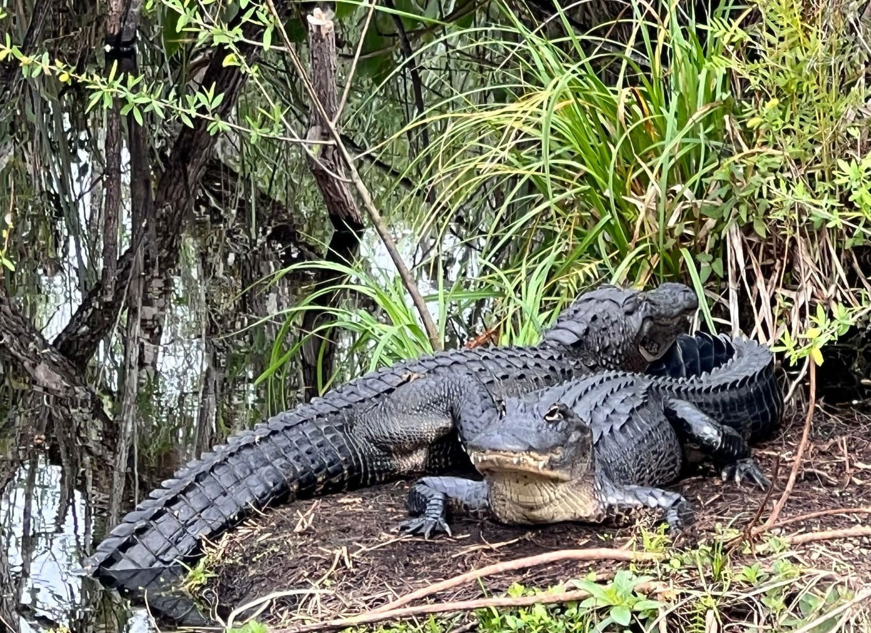 CREW BIRD ROOKERY SWAMP - NAPLES - FL