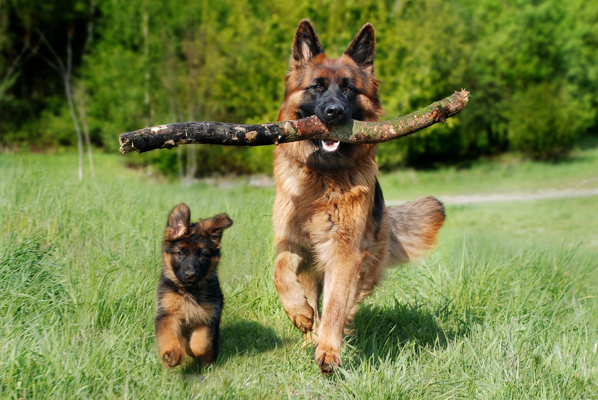 Dürfen Hunde Tee trinken?