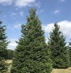 Une cinquantaine d'arbres abattus