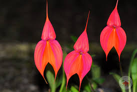 תוצאת תמונה עבור ‪masdevallia‬‏