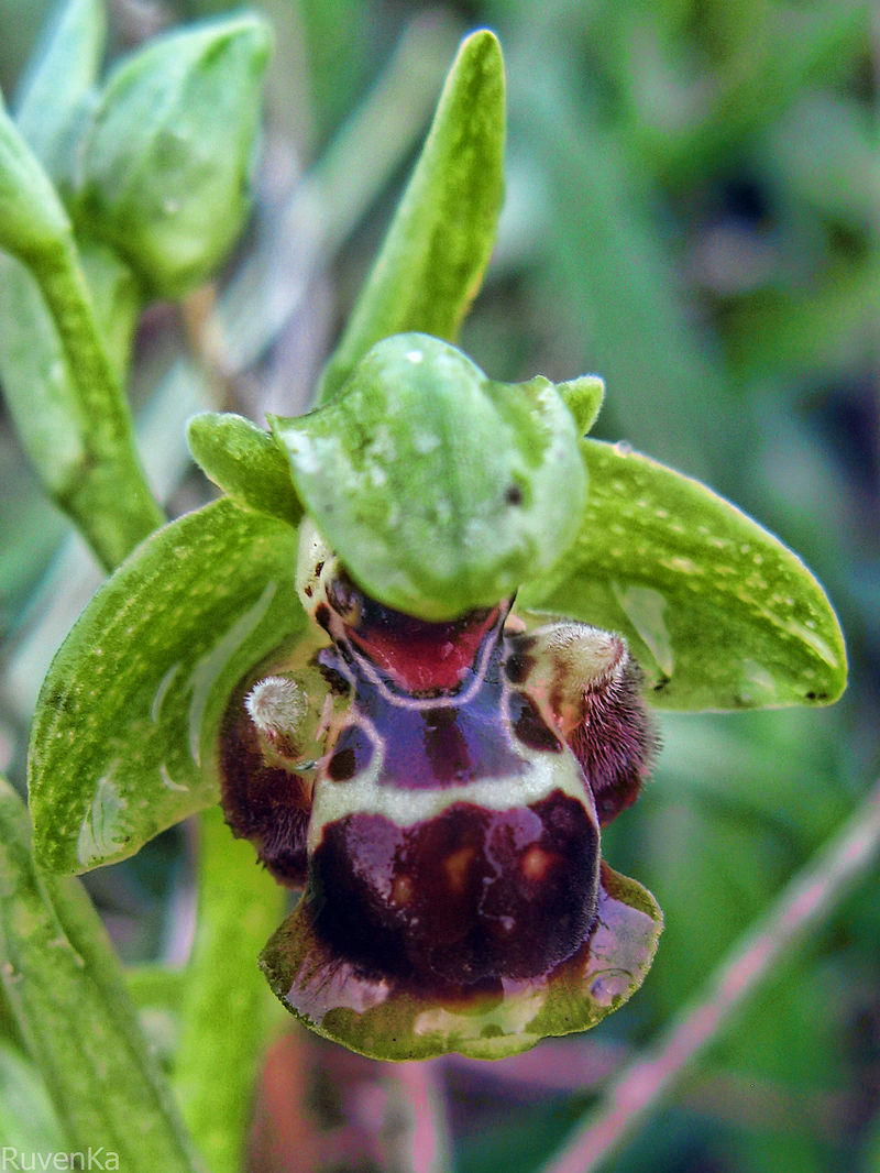 דבורנית צהובת שוליים - Ophrys flavomarginata.jpg