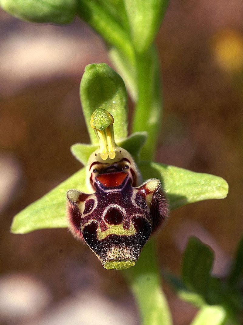 Ophrys umbilicata ssp. rhodia Rhodos 01.jpg