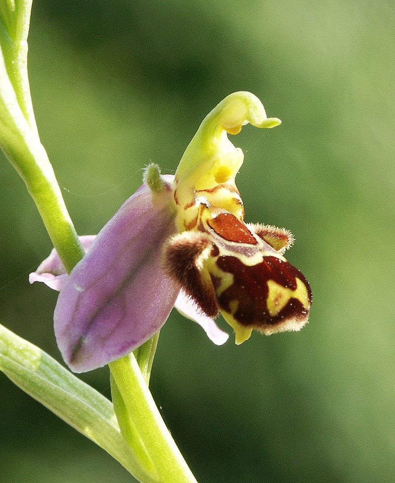 Ophrys apifera flower3.jpg