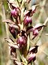 Anacamptis coriophora Mallorca 033.jpg