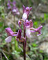 Anacamptis syriaca - infl - Samandag, Hatay, Turkey.jpg