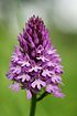 Anacamptis pyramidalis (flowers).jpg