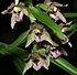 Epipactis helleborine flowers2 220703.jpg