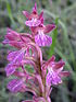 Anacamptis caspia 1.JPG