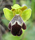 Ophrys (omegaifera subsp.) israelitica - fl 1 - Samandag, Hatay, Turkey.jpg