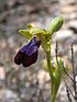 Ophrys iricolor 1.JPG