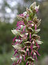 Orchis galilaea 5.JPG