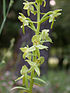 Platanthera holmboei 2.JPG