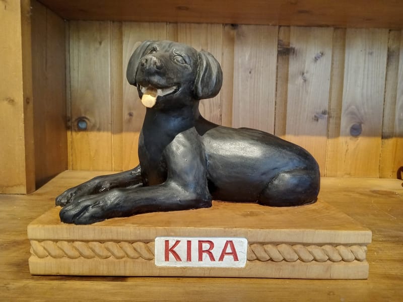 Kira the water rescue labarador