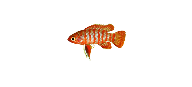 Badis Badis (Chameleon fish) - Fanie's Fishroom