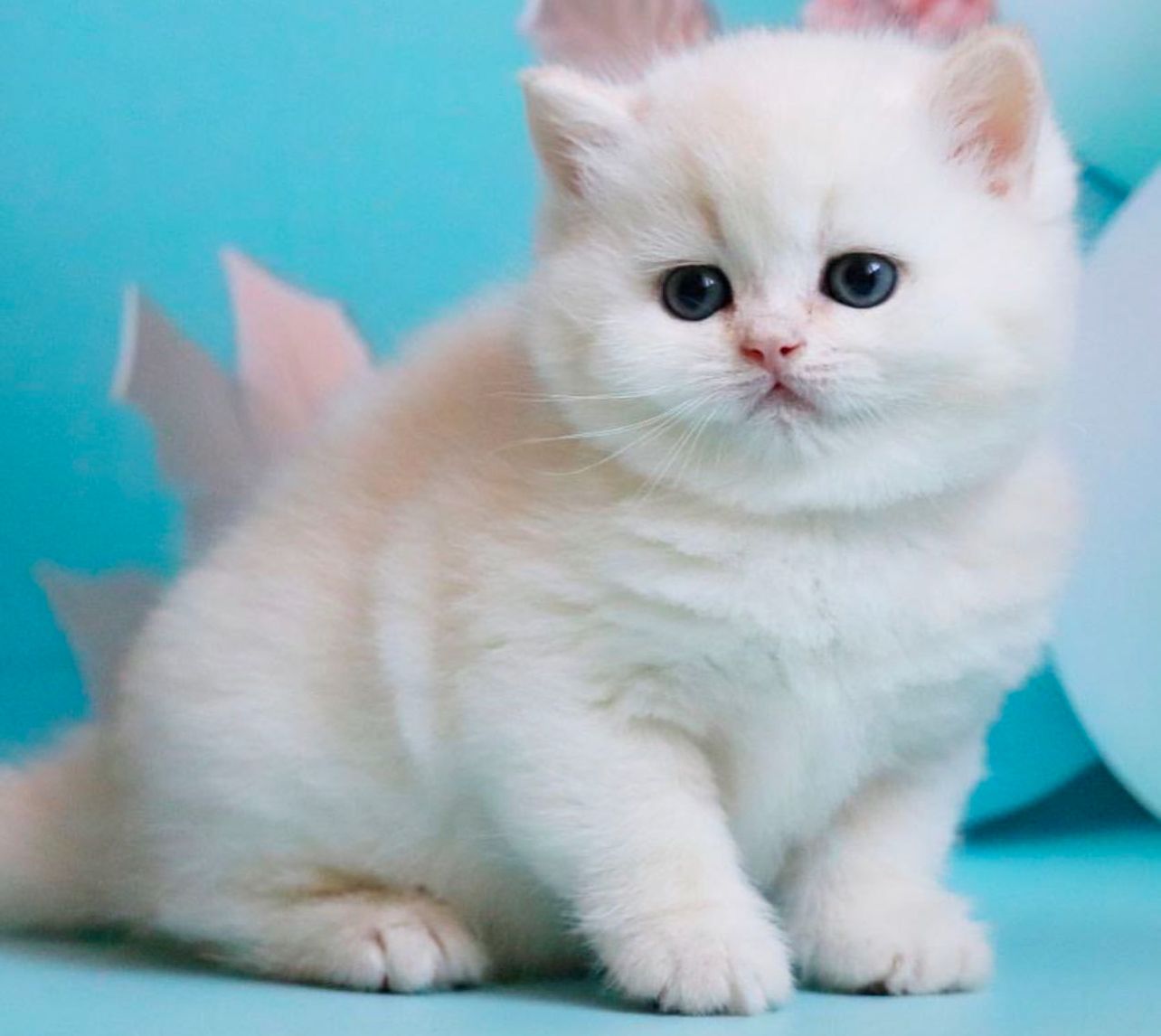 Yonamar des Sortiarius