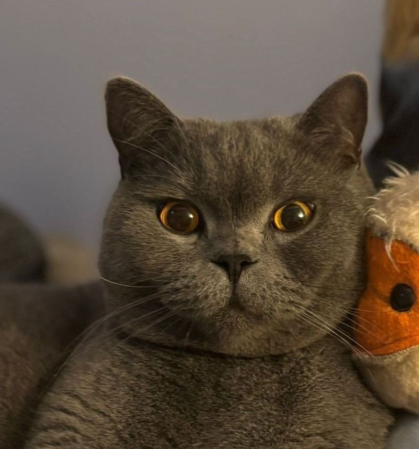 Apache des Sortiarius