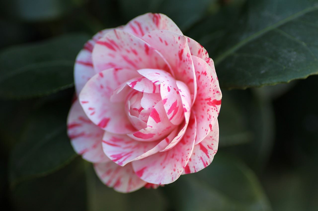 Camélia en pleine floraison, avec ses magnifiques fleurs délicates, apportant une touche d'élégance au jardin.