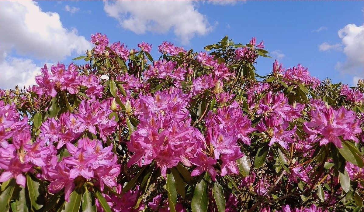 Rhododendron