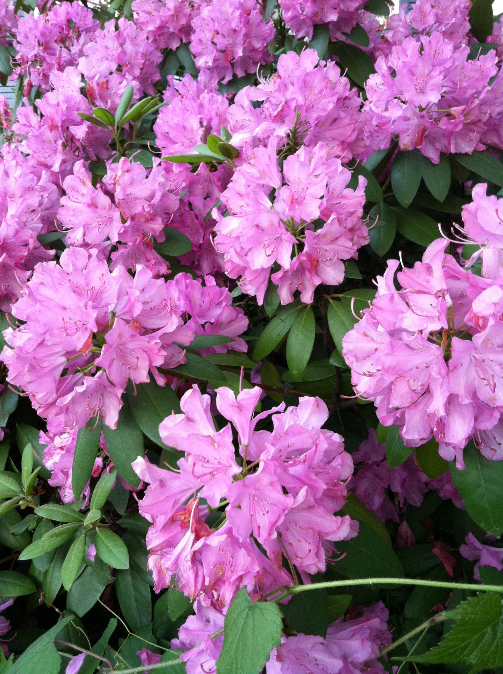 Rhododendron