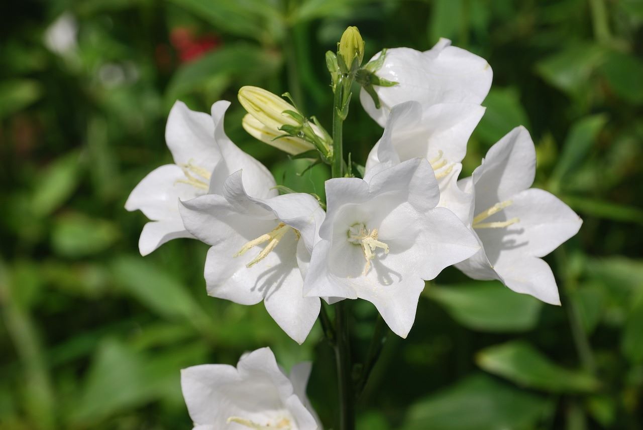 Campanules blanches