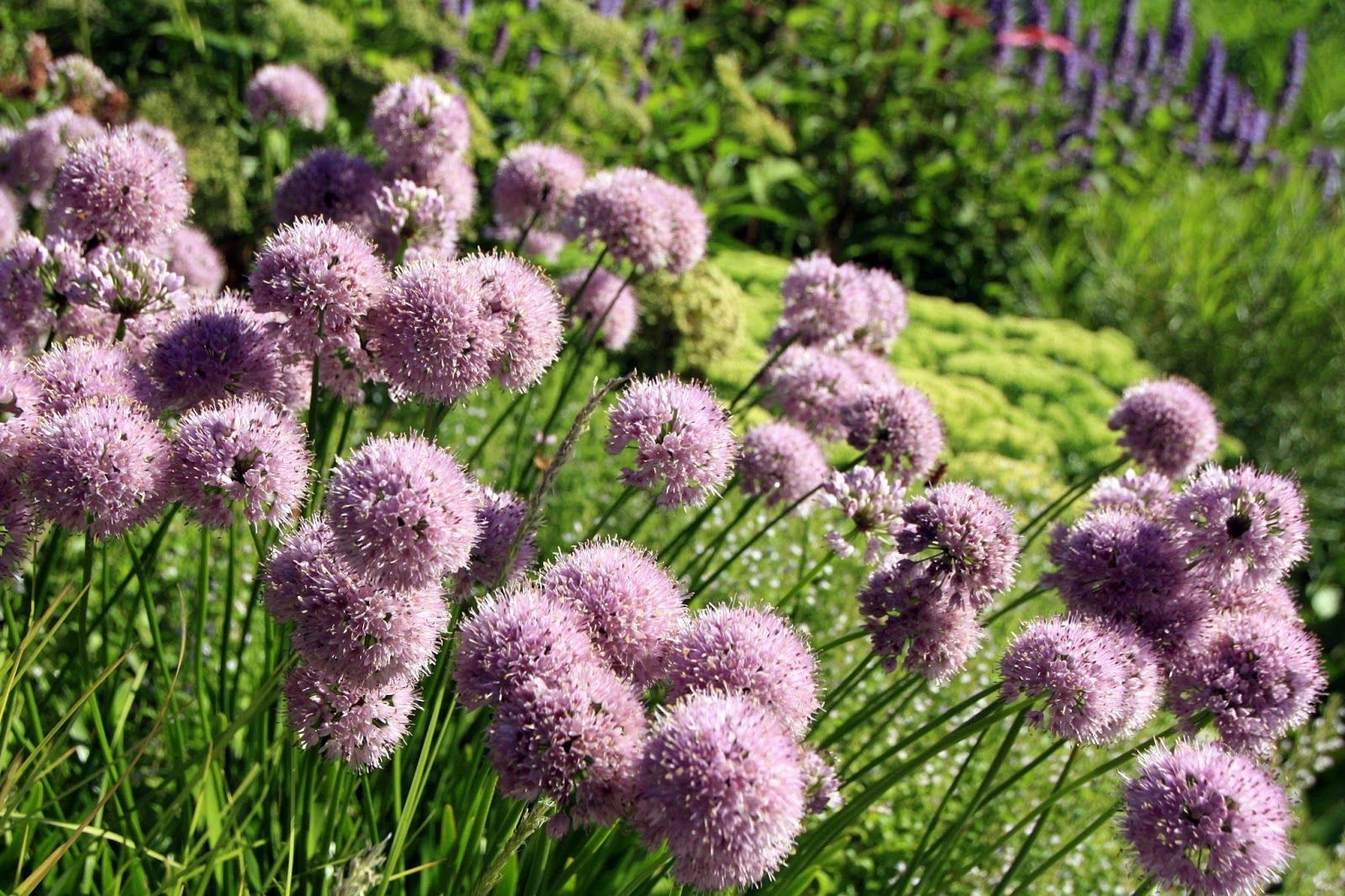 Allium