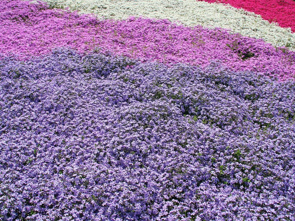 Lobularia maritima