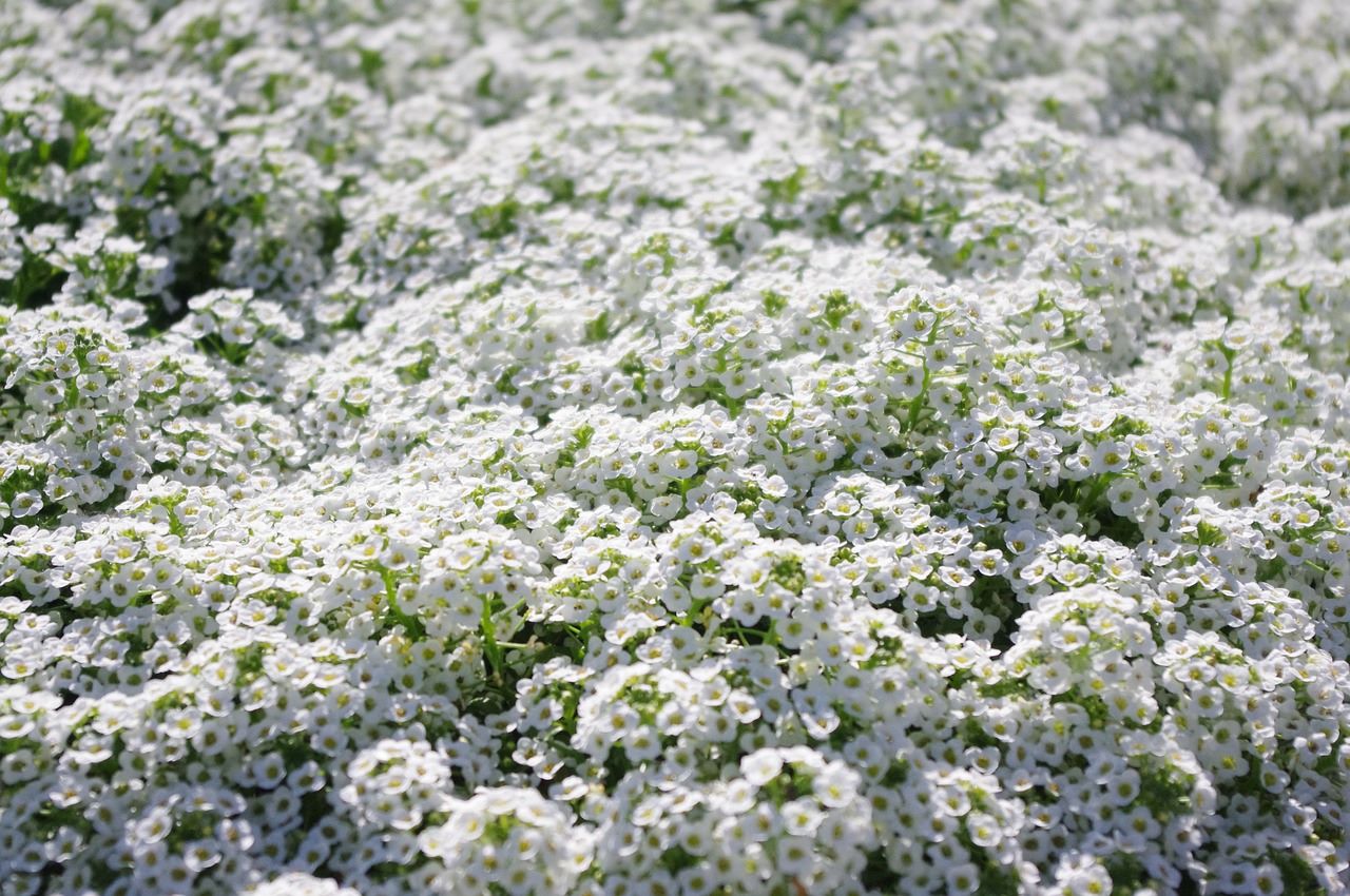 l'Alyssum