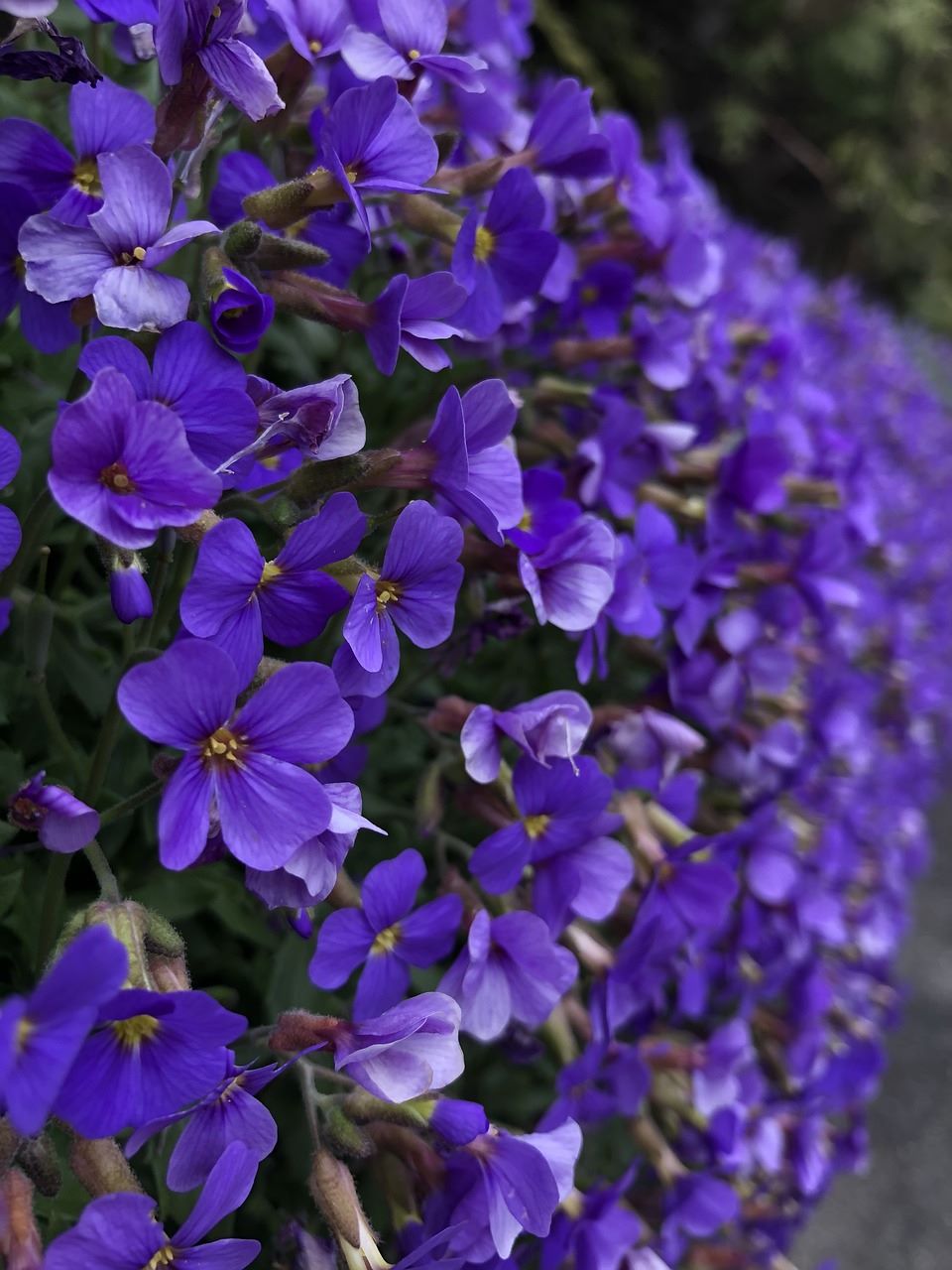 Aubrieta deltoidea