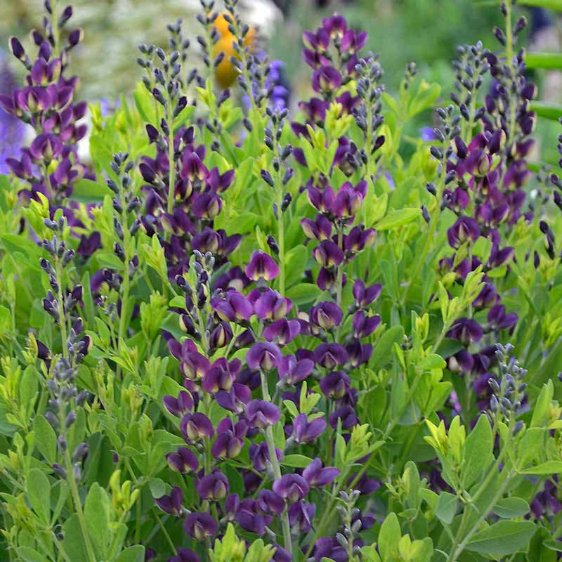 Entretien du Baptisia