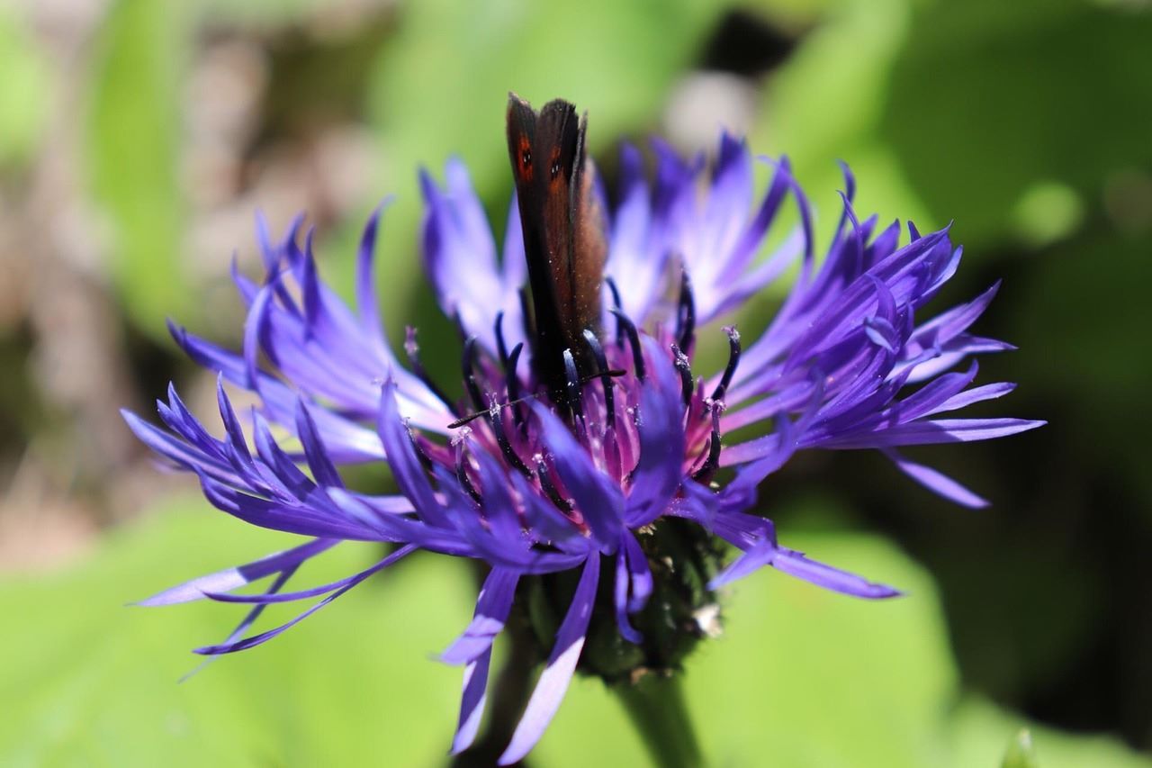 Centaurea montana