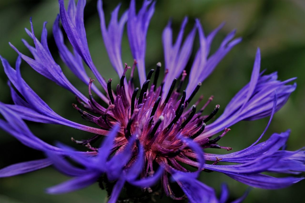 Bleuet des Montagnes