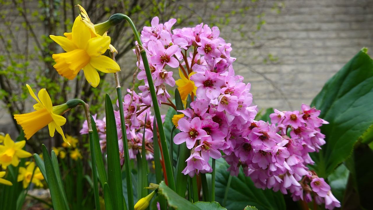 Bergenia