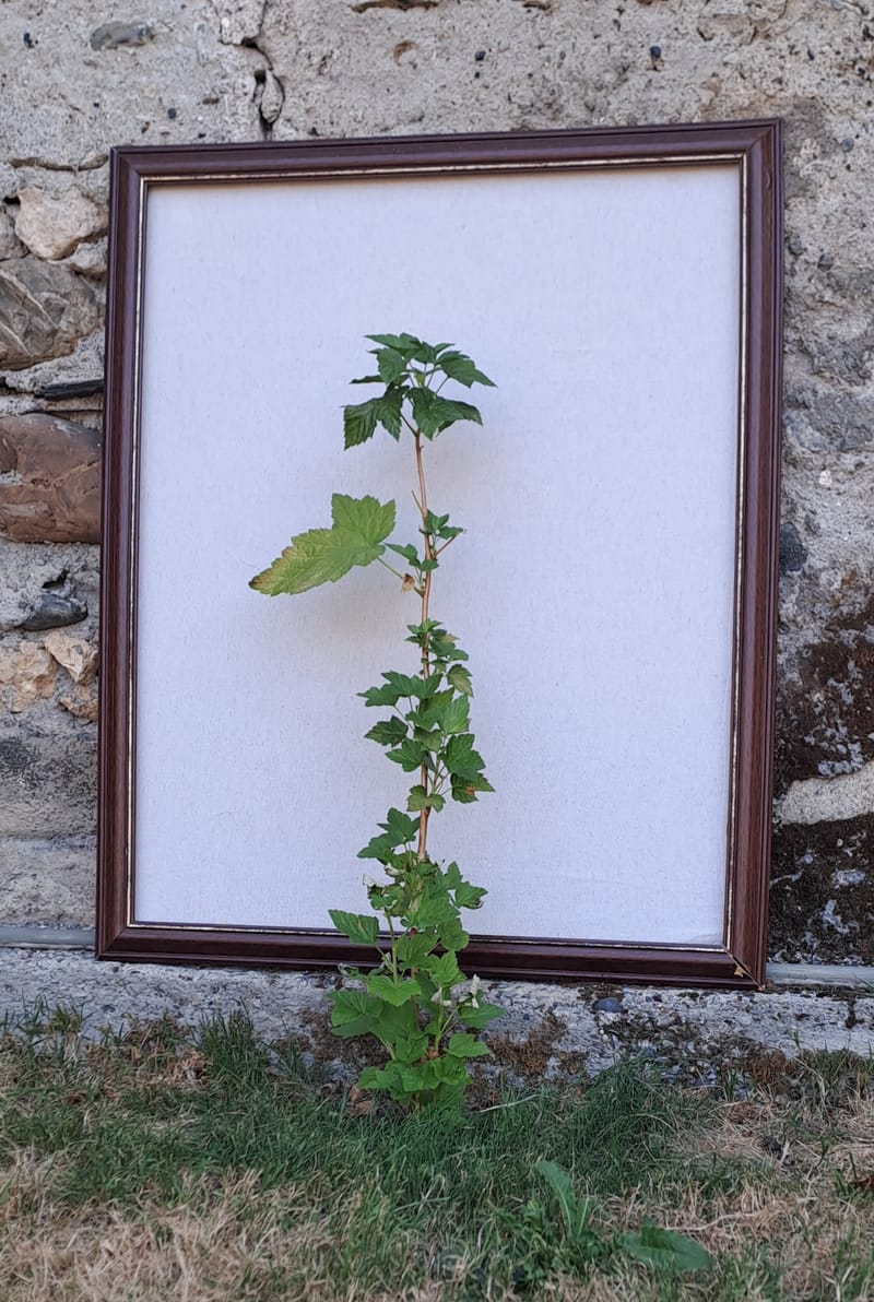 Le jardin aime les détails. Ils sont sa façon de respirer.