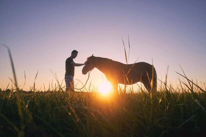 Médiation équine : relation cavalier /cheval